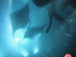 Snorkeling with Manta Rays

